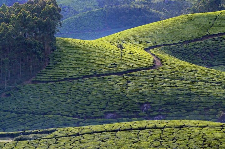 Munnar Day Tour from Kochi: Tea Gardens, Waterfalls & Mattupetty Dam photo 4