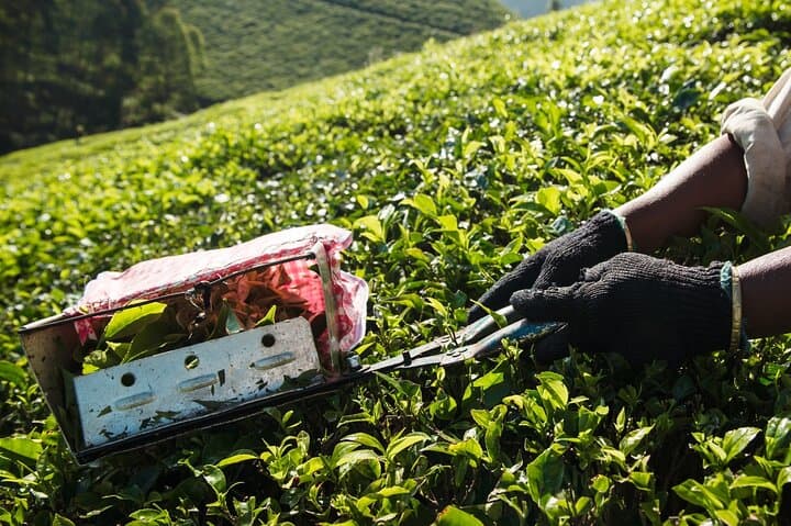 Munnar Day Tour from Kochi: Tea Gardens, Waterfalls & Mattupetty Dam photo 6