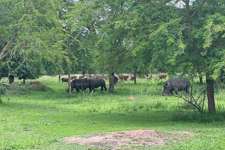 8-Day Kidepo Valley & Murchison Falls Budget Safari: Chimp Trekking, Rhino Walks & Boat Cruise photo 1