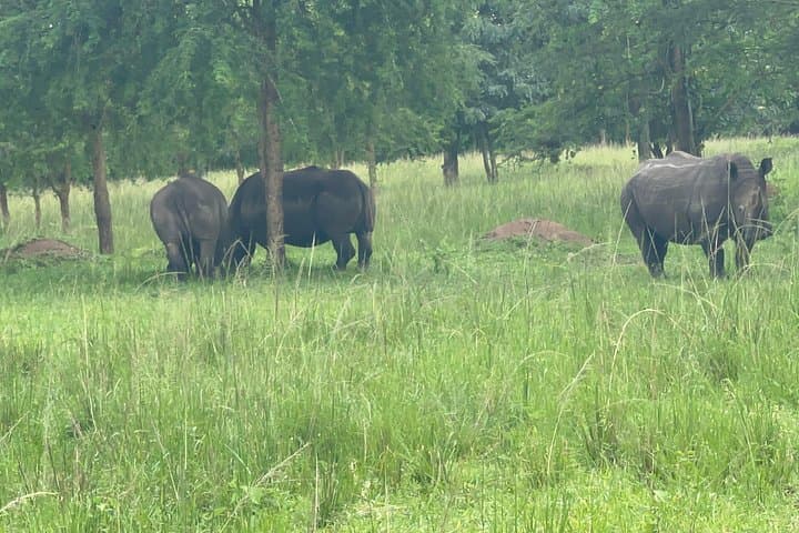 8-Day Kidepo Valley & Murchison Falls Budget Safari: Chimp Trekking, Rhino Walks & Boat Cruise photo 4