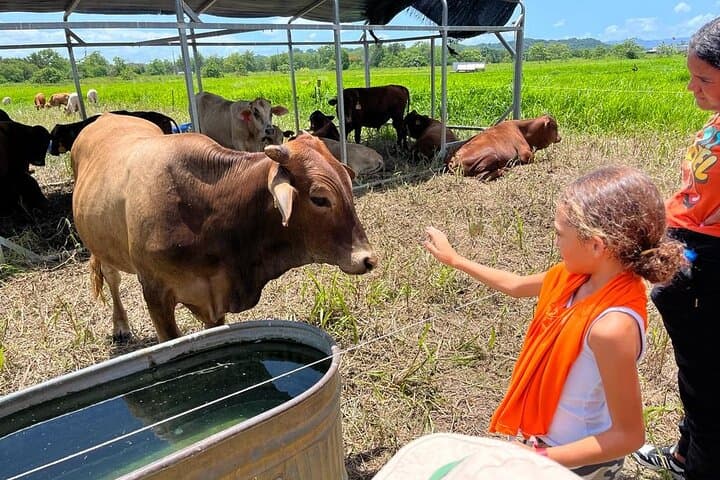 Regenerative Farm Tour at Finca Pastoreo — Dorado Eco Farming Experience photo 4