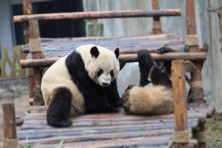 Chengdu Panda Breeding Center Private Tour and Volunteer Experience