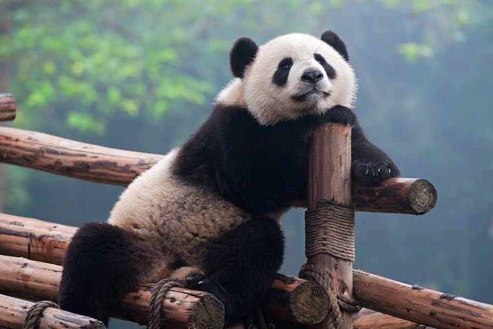 Chengdu Panda Breeding Center Private Tour and Volunteer Experience photo 2