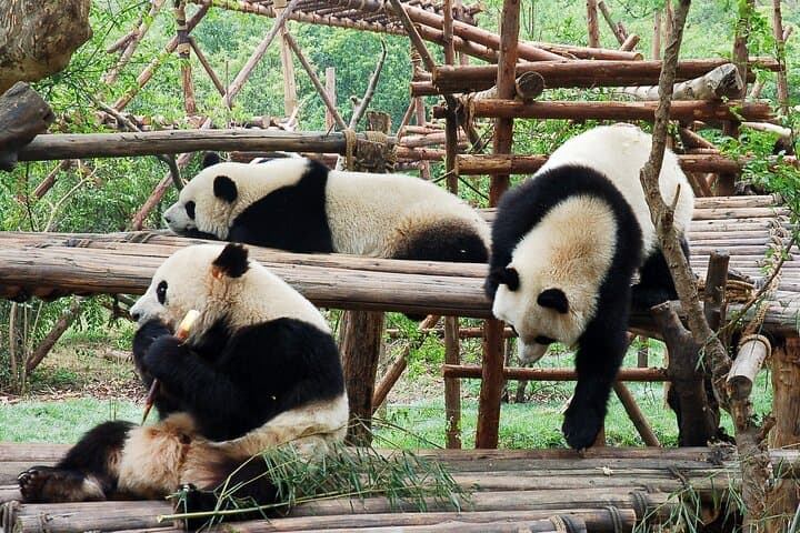 Chengdu Panda Breeding Center Private Tour and Volunteer Experience photo 5