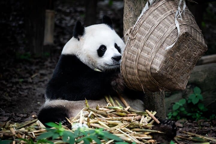 Chengdu Panda Breeding Center Private Tour and Volunteer Experience photo 6
