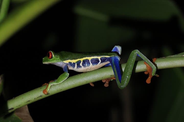 Río Celeste 3-in-1: Tubing, Natural Pool & Jungle Night Walk from La Fortuna photo 4