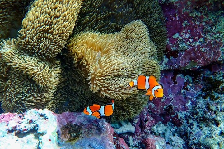 Ishigaki Blue Cave Snorkeling: Cave Glow and Coral Trench Adventure photo 4