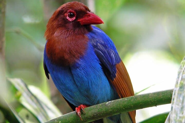 Sinharaja Rainforest Day Trek from Tangalle — Guided Wildlife & Rainforest Walk photo 3