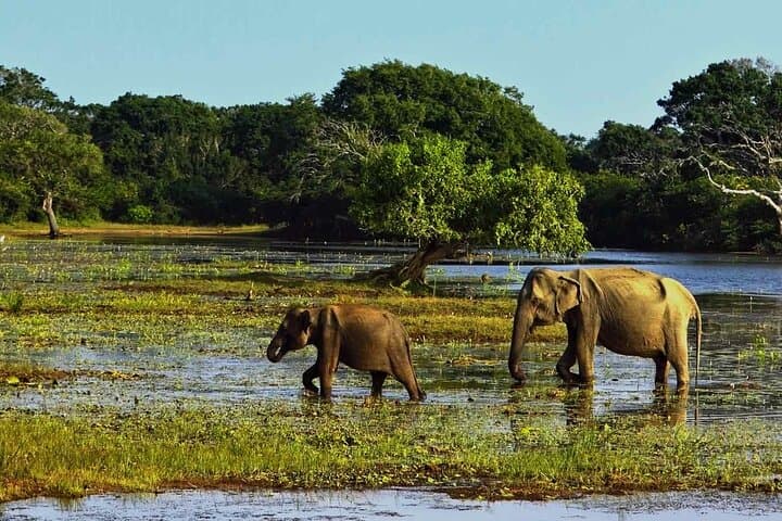 Yala National Park Safari from Tangalle: Full-Day Leopard & Wildlife Jeep Safari photo 6