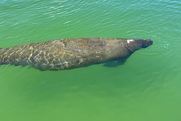Big Hickory Island SUP EcoTour: Self-Guided Paddleboard Rental in Bonita Springs photo 4