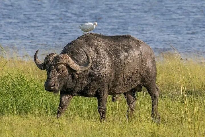 4-Day Private Safari to Serengeti & Ngorongoro — Big Five Crater Game Drives