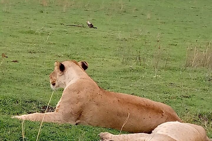 5-Day Midrange Safari: Tarangire, Serengeti & Ngorongoro from Arusha photo 6