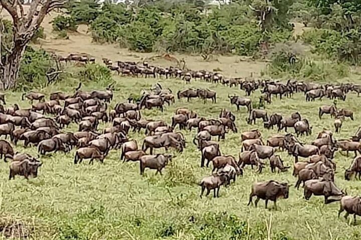 5-Day Midrange Safari: Tarangire, Serengeti & Ngorongoro from Arusha photo 2