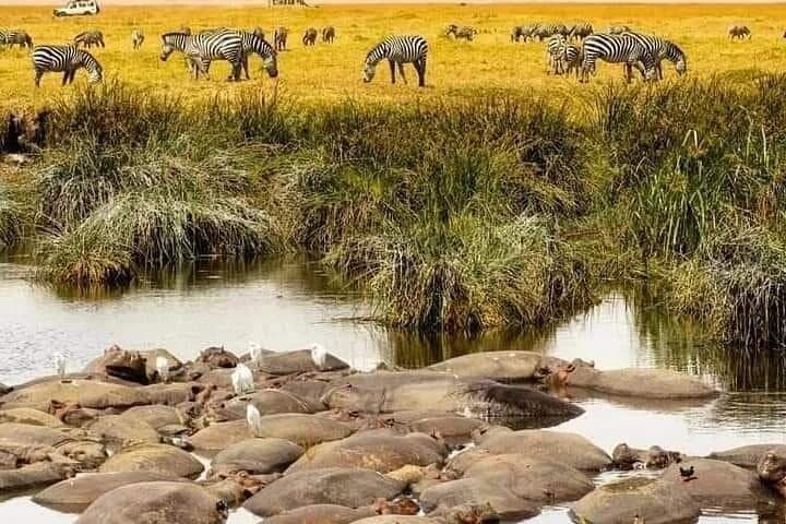 5-Day Midrange Safari: Tarangire, Serengeti & Ngorongoro from Arusha photo 3