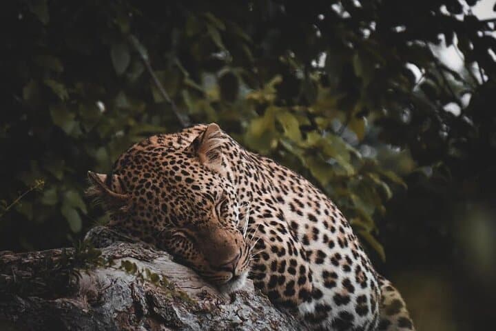 5-Day Midrange Safari: Tarangire, Serengeti & Ngorongoro from Arusha photo 5