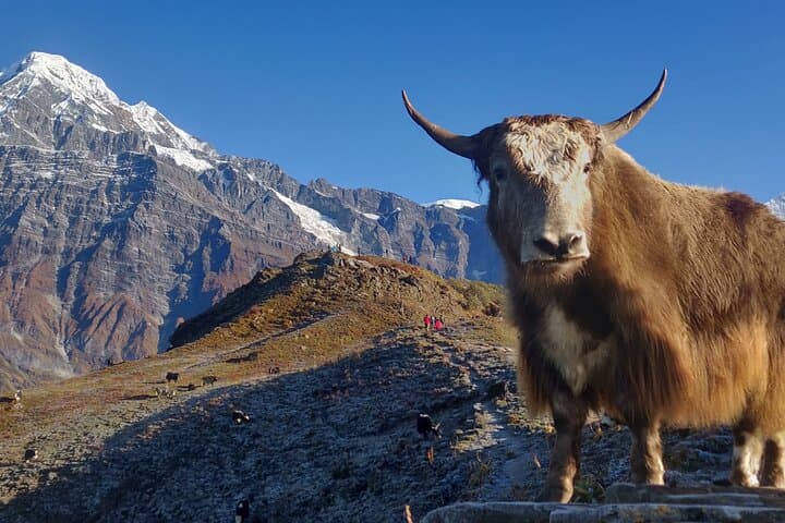 Mardi Himal Trek 5-Day: Poon Hill Sunrise & Gurung Village Trails photo 3