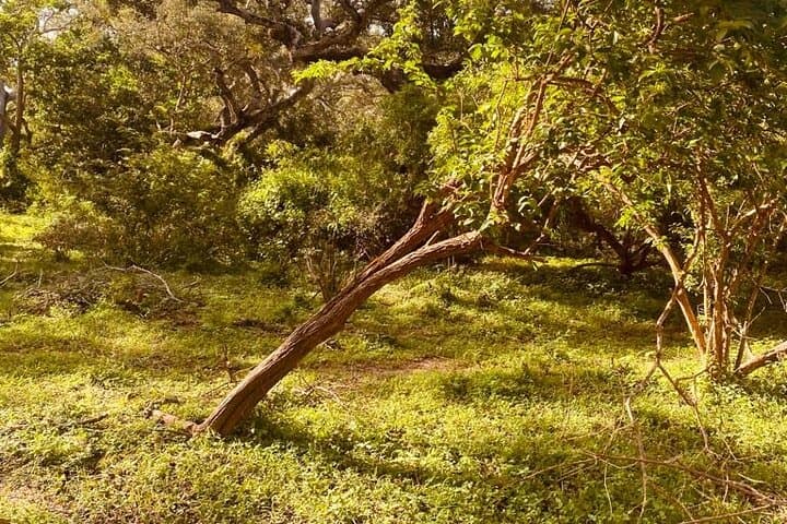 Yala Private Safari Jeep Half-Day: Leopard, Elephant & Wetland Viewing