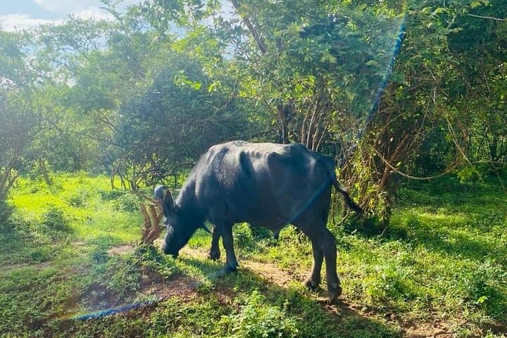 Yala Private Safari Jeep Half-Day: Leopard, Elephant & Wetland Viewing photo 2
