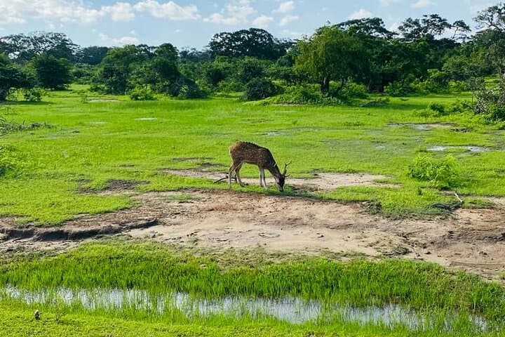 Yala Private Safari Jeep Half-Day: Leopard, Elephant & Wetland Viewing photo 3