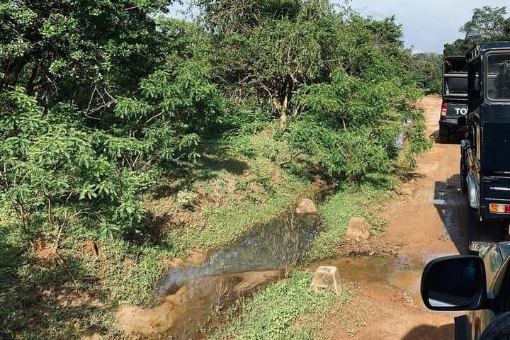 Yala Private Safari Jeep Half-Day: Leopard, Elephant & Wetland Viewing photo 4