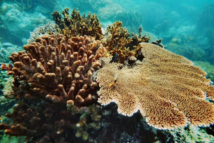 Nha Trang Snorkeling Tour: Explore Hon Mun Marine Park and Coral Bay photo 1