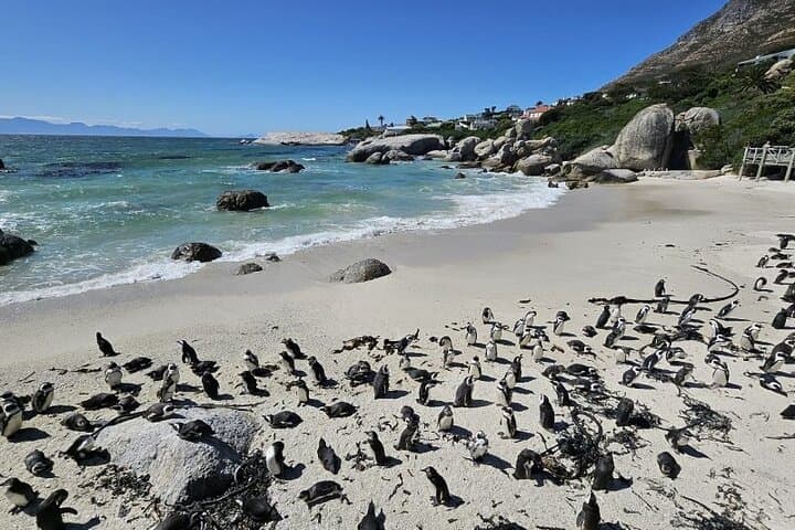 Table Mountain, Boulder's Beach & Cape Point: Full-Day Cape Town Coastal Tour photo 3