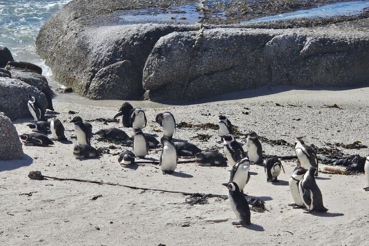 Table Mountain, Boulder's Beach & Cape Point: Full-Day Cape Town Coastal Tour photo 5