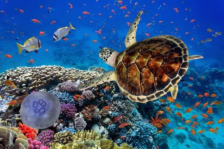 Marsa Alam Red Sea Diving Expedition — Day Trip to Elphinstone Reef