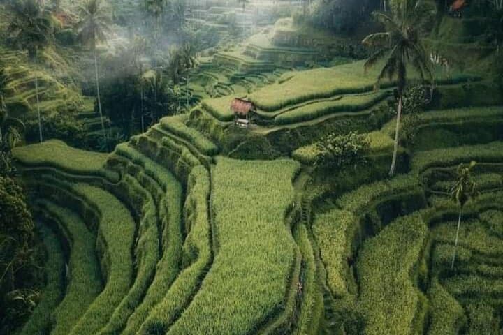 Ubud Day Tour: Monkey Forest, Rice Terraces, Tegenungan Waterfall & Tirta Empul photo 4