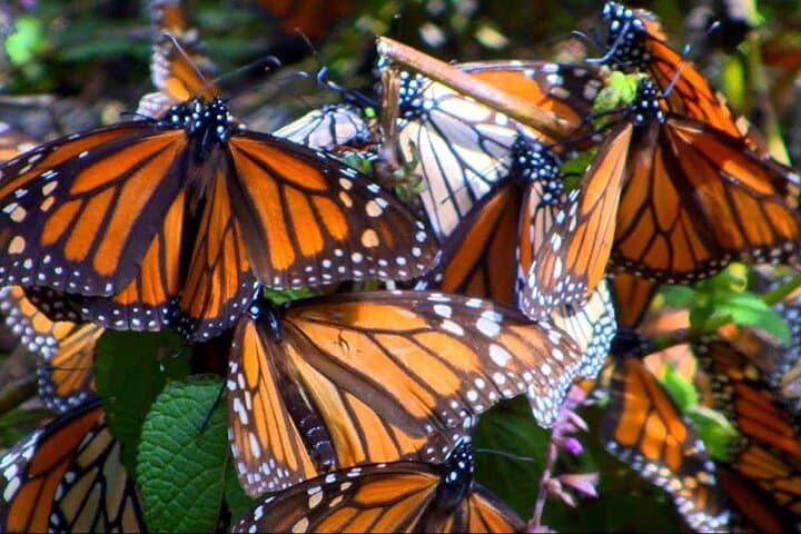Monarch Butterfly Migration & Christmas Town Day Trip: Sierra Chincua and Tlalpujahua photo 4