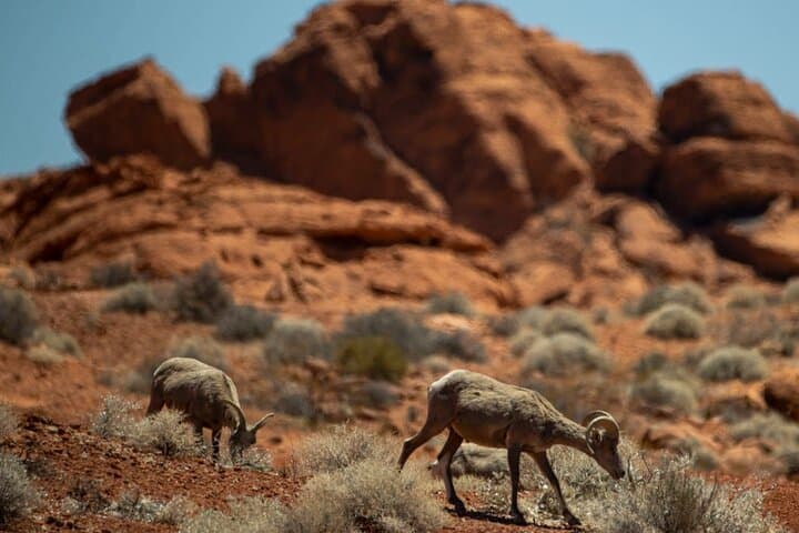 Las Vegas Off-Road Secrets: 5-Hour Self-Drive Jeep Adventure photo 5
