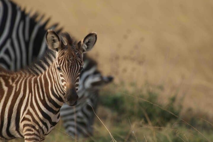 Full-Day Private Akagera Safari: Big Five & Lake Ihema Boat Cruise