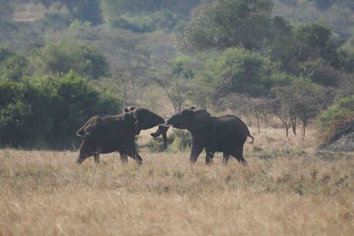 Full-Day Private Akagera Safari: Big Five & Lake Ihema Boat Cruise photo 2