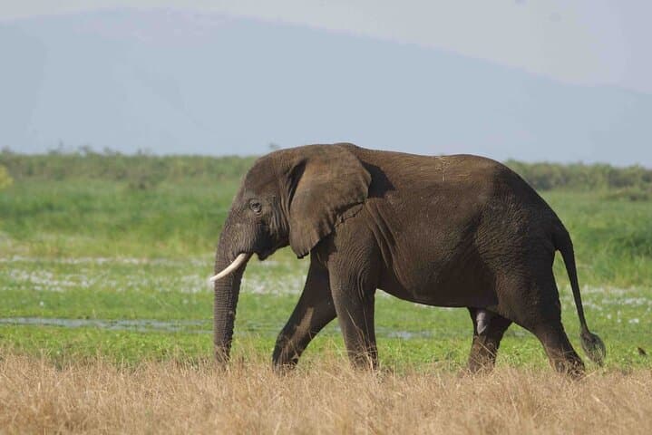 Full-Day Private Akagera Safari: Big Five & Lake Ihema Boat Cruise photo 3
