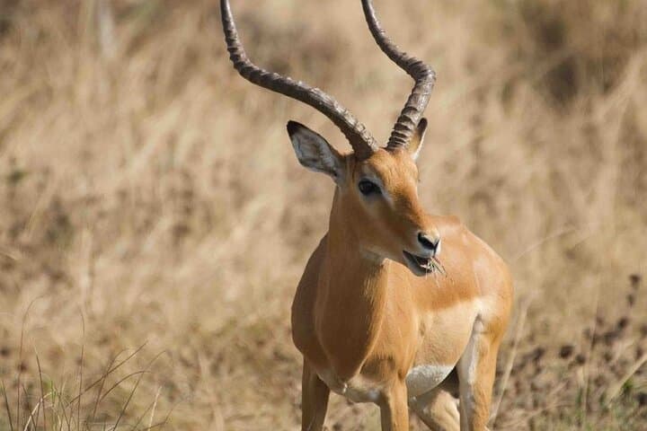 Full-Day Private Akagera Safari: Big Five & Lake Ihema Boat Cruise photo 4