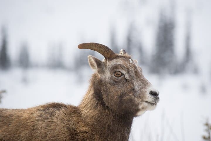 Canmore 2-Hour Guided Snowshoeing in Kananaskis — Winter Tour with Transport photo 5