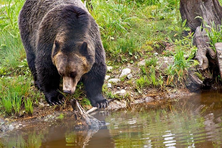 Kananaskis Safari Drive and Guided Nature Walk — Private 4-Hour Wildlife Tour photo 3