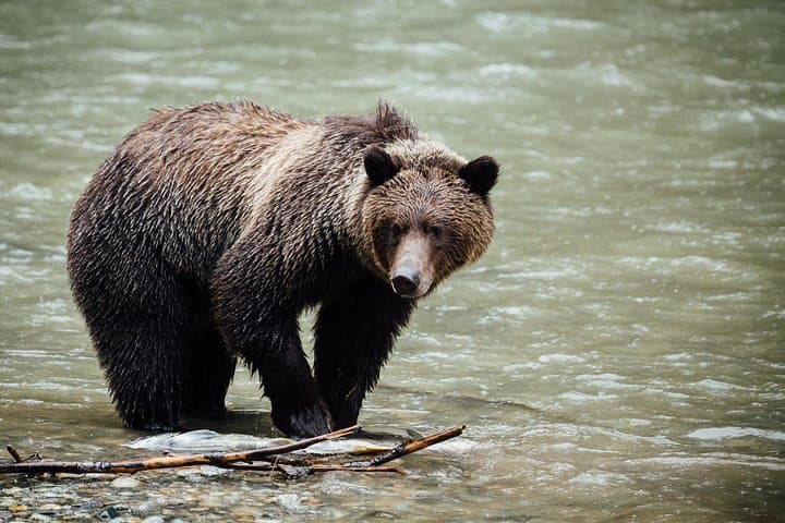Kananaskis Safari Drive and Guided Nature Walk — Private 4-Hour Wildlife Tour photo 4
