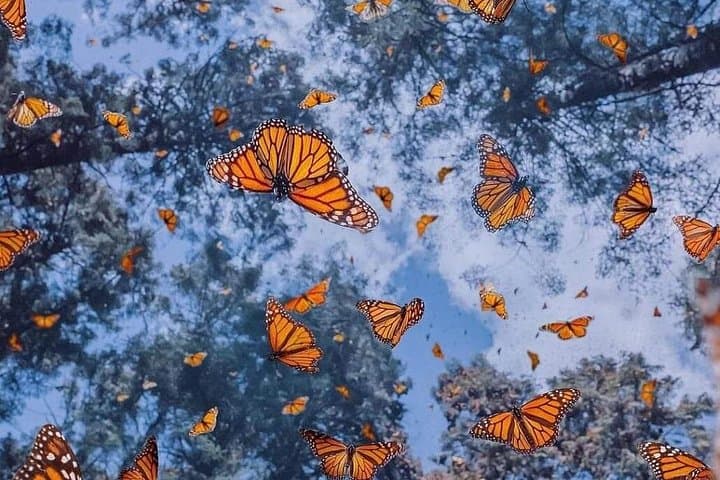 3-Day Monarch Butterfly Tour: El Rosario Sanctuary, Morelia & Tlalpujahua