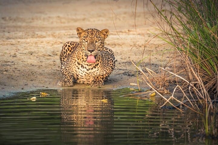 Wilpattu National Park Safari from Trincomalee: Full-Day Jeep Safari to See Leopards & Elephants