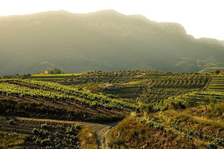 Full-Day Private Priorat Wine Tour from Barcelona: Wineries, Tastings & Lunch