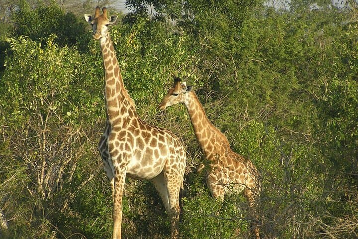 2-Day Maputo National Park Safari: Bush, Beach & Hippo Viewing photo 2