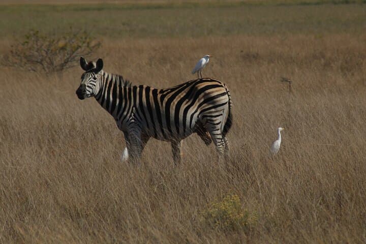 2-Day Maputo National Park Safari: Bush, Beach & Hippo Viewing photo 4