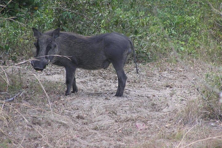 2-Day Maputo National Park Safari: Bush, Beach & Hippo Viewing photo 5