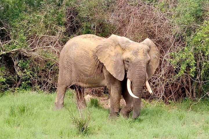 2-Day Maputo National Park Safari: Bush, Beach & Hippo Viewing photo 6