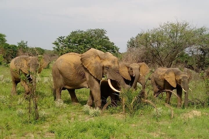 2-Day Maputo National Park Safari: Bush, Beach & Hippo Viewing