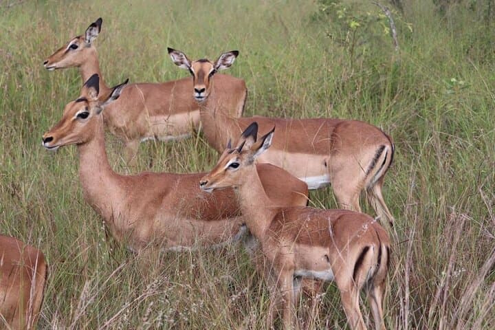 Full-Day Wildlife Safari in Maputo National Park — Elephants, Hippos & Coastal Vistas photo 6