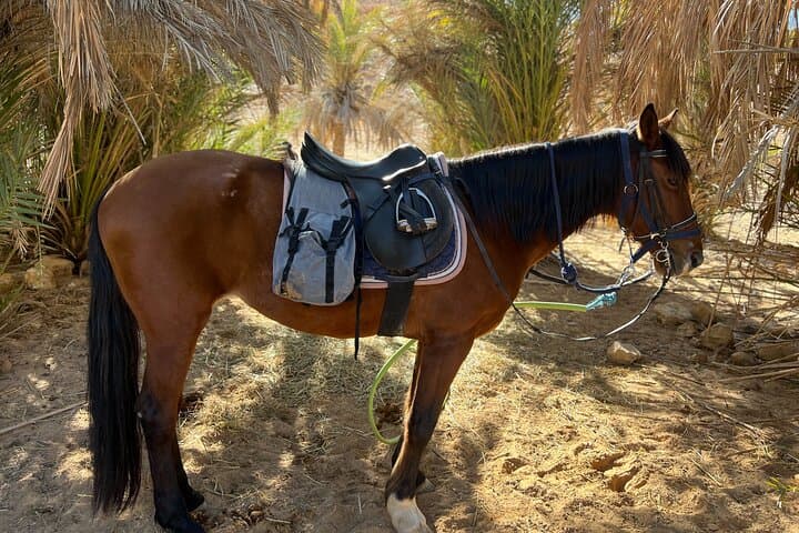 Horseback Riding Through Tozeur Palm Groves: Authentic Half-Day Equestrian Experience photo 3