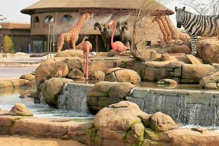 Dubai Safari Park: Practical Guide to Wildlife Walks, Family Safaris, and Visiting Tips photo 1