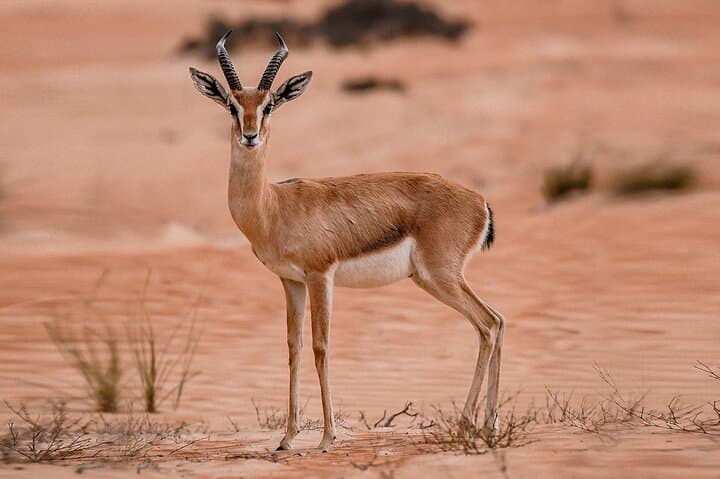 VIP Half-Day Private Desert Safari in Dubai — Lahbab Dune Bashing & BBQ photo 5